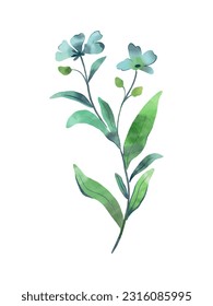 Vector watercolour hand drawn organic plant. Wild flower grass isolated