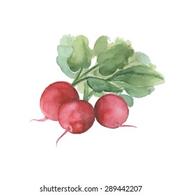 vector watercolour radishes