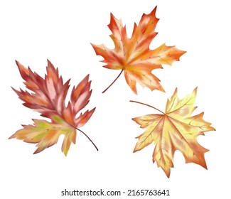 Vector watercolour set of autumn leaves. Fall decoration for wedding, school. 1st September decor.