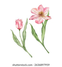 Vector watercolour tulips isolated. Botanical art for spring decor. 