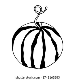 Vector Watermelon for design of cafe, restaurant.