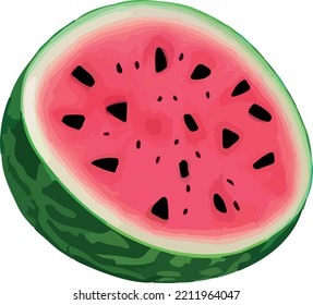 Vector watermelon. Fruit illustration . Healthy food design
