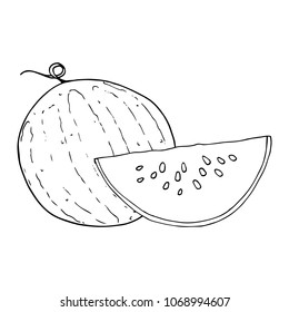 Vector of a watermelon.  Hand drawn watermelon.