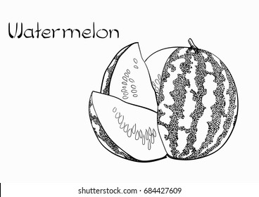 Vector Watermelon Vegetarian healthy treating hand drawn illustration. Use for bar, cocktail, flyer, banner, store