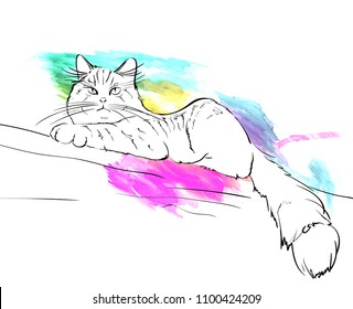 Vector wathercolor sketch. Siberian forest cat on a white background.