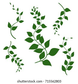 Vector wavy branches with green leaves isolated on white background. Vector illustration. Decorative branches. Lianas