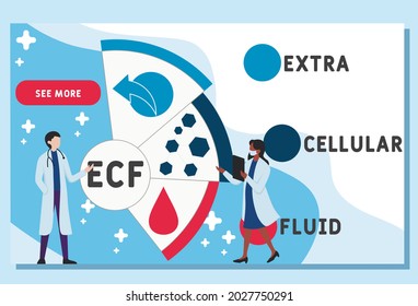 Vector website design template . ECF - Extracellular fluid acronym. medical concept. illustration for website banner, marketing materials, business presentation, online advertising.