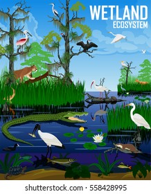 Vector Wetland Ecosystem Illustration. Pantanal Florida Everglades Landscape With Animals.