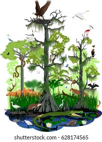 Vector Wetland Or Florida Everglades Landscape With Different Wetland Animals