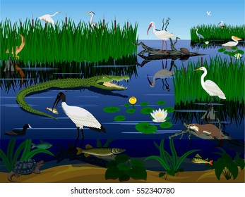 Vector Wetland Pantanal Florida Everglades Landscape With Animals