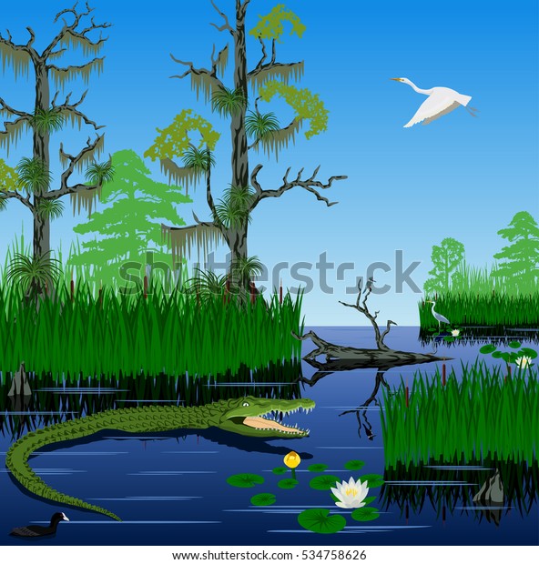 vector\
wetland Pantanal Florida Everglades\
landscape