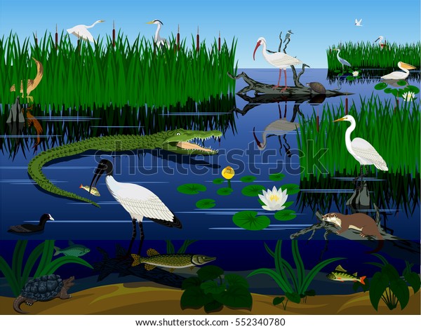 vector wetland Pantanal Florida Everglades landscape with animals wall mural. 