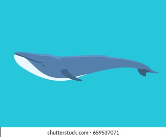 Vector whale illustration north surface deep humpback ocean marine mammal wildlife aquatic animal character.