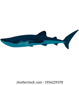 Vector whale shark illustration isolated on white