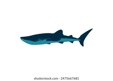 Vector whale shark illustration isolated. Sea fish blue whale shark