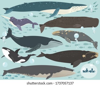 A vector of Whale Species Collection Set