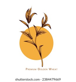 Vector wheat crops illustration, An yield vector drawing, Golden wheat vector illustration