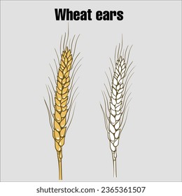 Vector wheat ears simple illustration