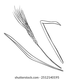 Vector Wheat Ears Sketch on isolated background. Hand drawn illustration ear rye in line art style painted by black inks. Simple contour Sketch for bakery and beer products