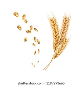 Vector wheat ears spikelets with grains. Realistic oat bunch, yellow sereals for backery, flour production design. Whole stalks, organic vegetarian food packaging element. Isolated illustration