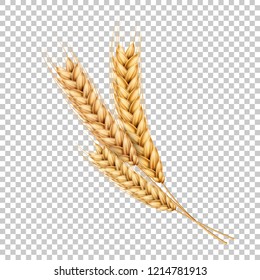 Vector wheat ears spikelets with grains. Realistic oat bunch, yellow sereals for backery, flour production design. Whole stalks, organic vegetarian food packaging element. Transparent background