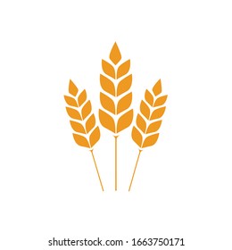 Vector Wheat Ears Spikelets With Grains. Realistic Oat Bunch, Yellow Sereals For Backery, Flour Production Design. Whole Stalks, Organic Vegetarian Food Packaging Element. Isolated Illustration