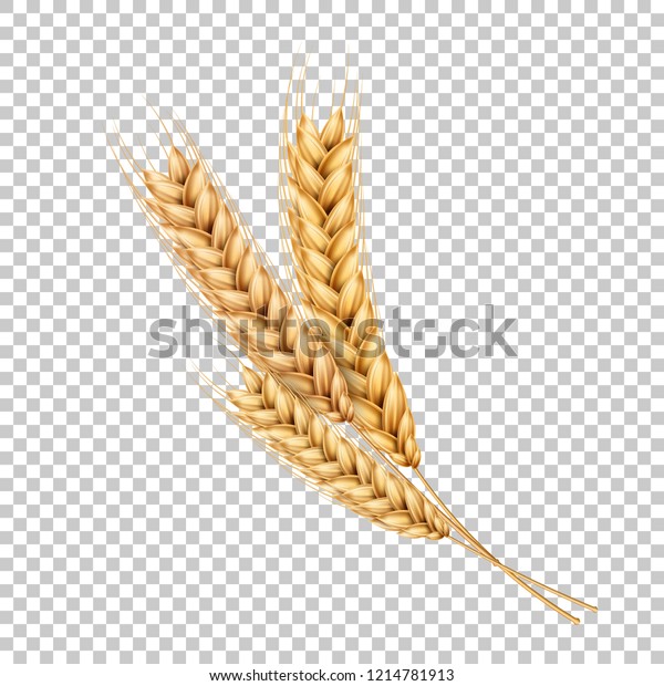 Vector wheat ears spikelets with grains.\
Realistic oat bunch, yellow sereals for backery, flour production\
design. Whole stalks, organic vegetarian food packaging element.\
Transparent background