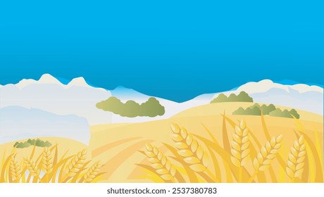 Campo de trigo de Vector en cielo despejado, ilustración. Campo de trigo en una mañana soleada. Antecedentes, Campo con espiguillas de trigo maduras y en crecimiento listo para la cosecha. Vector conjunto aislado de prado agrícola