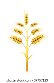 Vector wheat isolated on white background