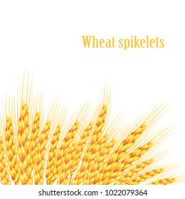 Vector wheat on white isolated background. It goes to create unusual postcards. Vector illustration.