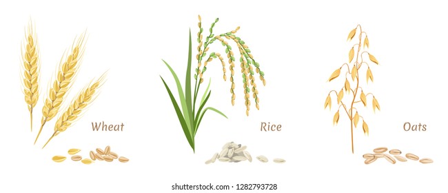Vector wheat, rice and oats. Spikes and grains. Set of agricultural crops in flat style on white background. Simple flat style.