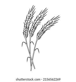Vector wheat spikelets with grains. Botanical outline drawing of cereal grain crop with seed ears and spikes. Agriculture plant. Vector illustration isolated on white background.