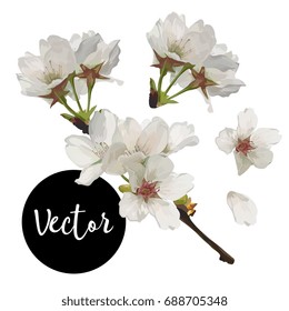 Vector White Apple Flowers Illustration Set