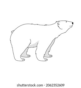 vector white arctic bear wild nature fur hunt animal  north pole enviromental protection ecological problem