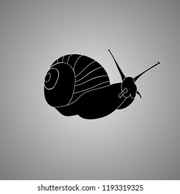 vector, white background, black silhouette snail, icon