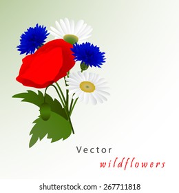 Vector white background with flowers chamomile, cornflowers and red poppy