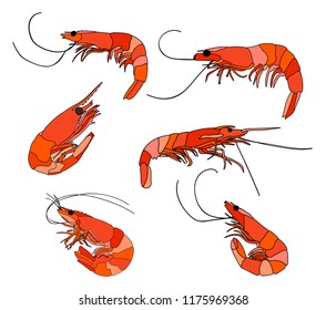 vector, white background, food, set of shrimp