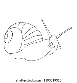 vector, white background, outline, sketch snail