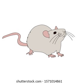 vector, white background, rat, brown