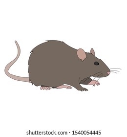 vector, white background, rat, mouse, gray