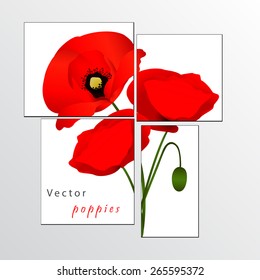 Vector white background with red flowers poppies