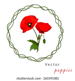 Vector white background with red flowers poppies