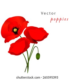 Vector white background with red flowers poppies