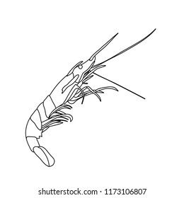 vector, white background, shrimp sketch, outline