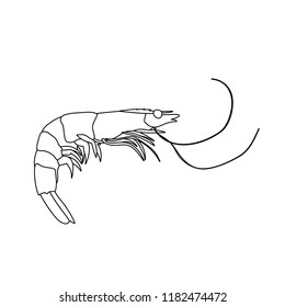 vector, white background, sketch of shrimp, food