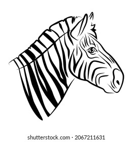 vector white balck contour zebra african horse portrait stripped leather head wild animal