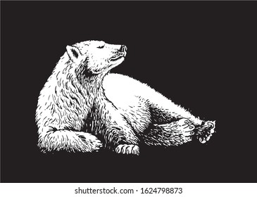 Vector white bear isolated on black background,polar bear, graphical illustration