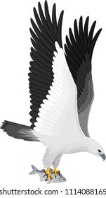 Vector White Bellied Sea Eagle