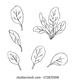 vector white black contour illustration of leaves spinach on white