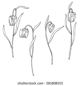 vector white black contour sketch of wildflowers set